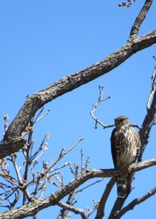 Merlin web