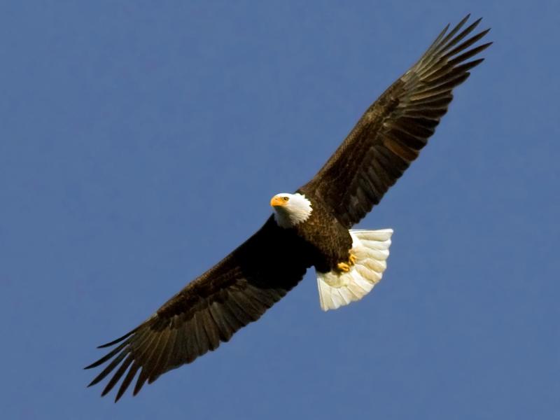 10 birds you re likely to see on a brainerd minnesota 10 birds you re likely to see on a brainerd minnesota