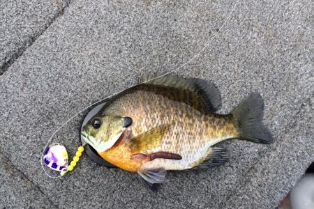 inerd fishing report: Great crawler harness bite continues