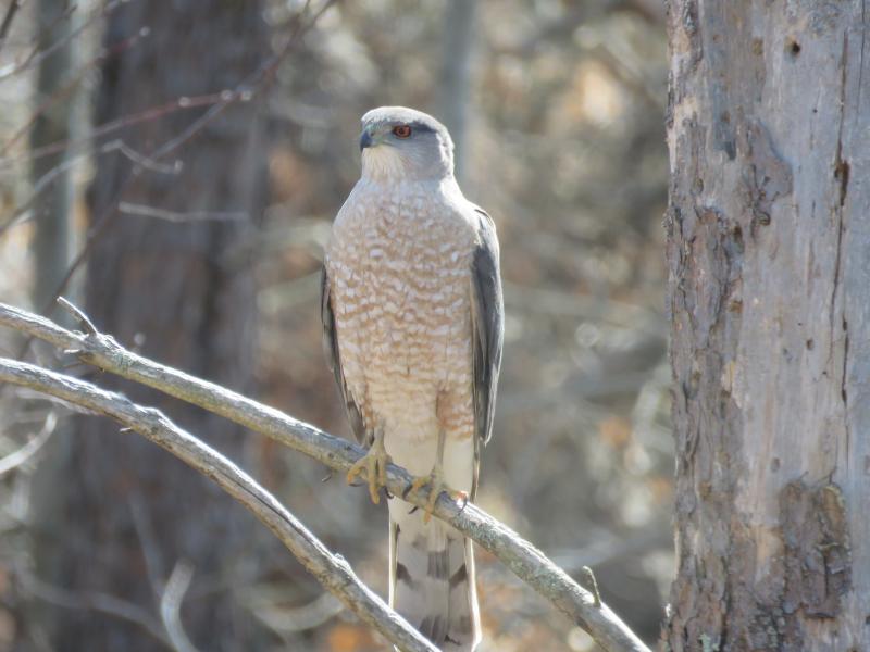 Coopers hawk