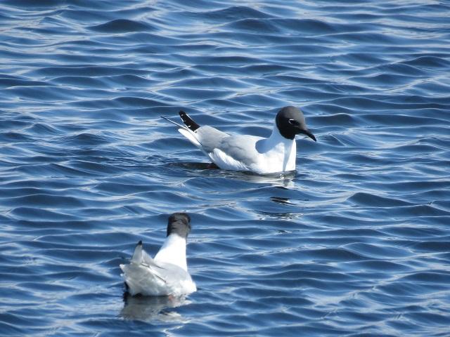 Bonapartes gull web